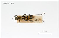 藏品(竹虎天牛)的圖片